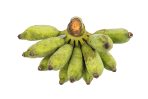 bundel van biologisch rauw groen bananen. guineo, musa inzicht geïsoleerd Aan wit achtergrond. tropisch fruit landbouw concept. png