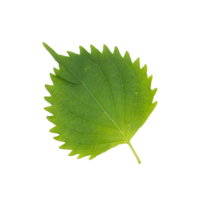 folha de shiso verde fresco perilla frutescens ou oba isolado no fundo branco