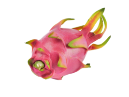 maturo Drago frutta, pitaya o pitahaya ilocerco undatus inglese rosa isolato su un' bianca sfondo, frutta salutare concetto