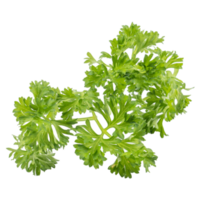 Fresh parsley green leaves Petroselinum crispum isolated on white background png