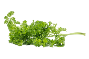 frische Petersilie grüne Blätter petroselinum crispum isoliert auf weißem Hintergrund png