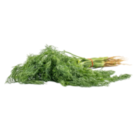 Fresh green dill Anethum graveolens isolated on the white background png