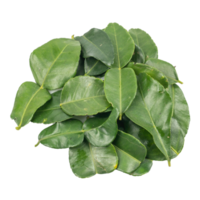 Bergamot leaf isolated on the white background. Herbs with Essential Oils Aromatherapy png