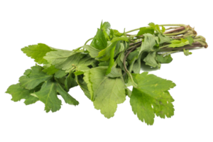 fresh green leaves White mugwort isolated on white background. herbal medicine inhibited or slowed growth of cancer cells Help prevent cancer png