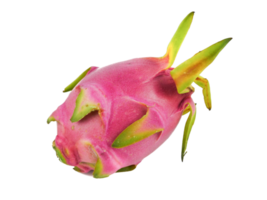 Reife Drachenfrucht, Pitaya oder Pitahaya hylocercus undatus brit. Rose isoliert auf weißem Hintergrund, Obst gesundes Konzept png