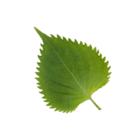 folha de shiso verde fresco perilla frutescens ou oba isolado no fundo branco png