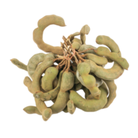 Fresh young Tamarind Tamarindus indica isolated on white background png