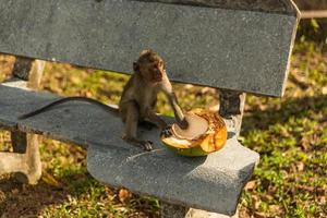 Wild monkey with fruit photo