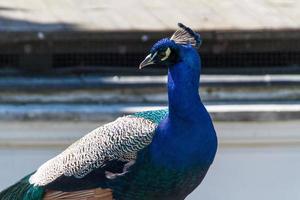 beautiful peacock bird photo