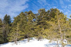 Forest and Clouds from Abant, Bolu, Turkey photo