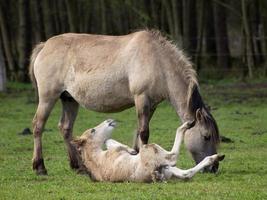 wid horses herd in germany photo