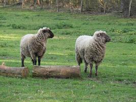 sheeps and lambs photo