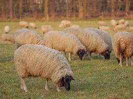 ovejas en un prado foto