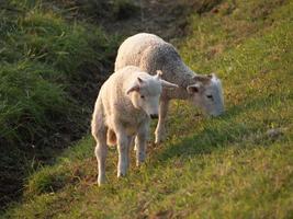 many sheeps in westphalia photo