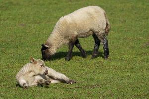 sheeps and lambs photo