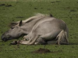 wild horses on a meadow in westphalia photo