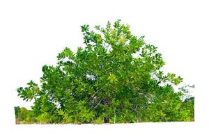 árboles de eucalipto que crecen bien en zonas áridas. El eucalipto es un árbol tolerante a la sequía. foto
