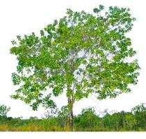 árboles de eucalipto que crecen bien en zonas áridas. El eucalipto es un árbol tolerante a la sequía. foto