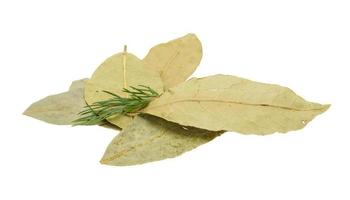 Laurel leaves heap on white background photo