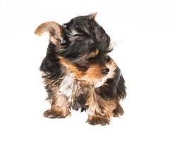 Puppy yorkshire terrier on the white background photo