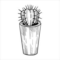 Cactus in flowerpots. Outline hand drawn sketch vector