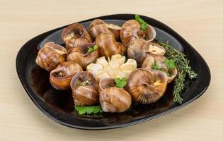 Escargot snails on a plate photo
