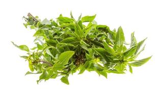 pepper mint on white background photo
