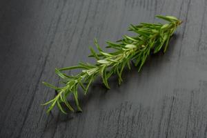 Rosemary plant on wooden background photo