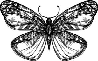 Butterfly with open wings top view, the symmetrical drawing graphics sketch. Freehand linear black ink hand drawn logo in art retro scribble design style pen on paper. Engraving, ink, line art, vector