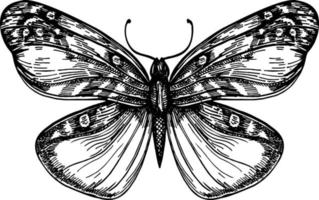 mariposa con vista superior de alas abiertas, el boceto de gráficos de dibujo simétrico. Logotipo dibujado a mano con tinta negra lineal a mano alzada en estilo de diseño de garabatos retro artístico sobre papel. grabado, tinta, arte lineal, vector