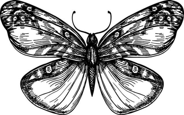 Butterfly with open wings top view, the symmetrical drawing graphics sketch. Freehand linear black ink hand drawn logo in art retro scribble design style pen on paper. Engraving, ink, line art, vector