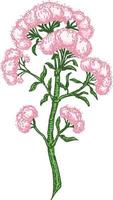 Hand drawn Valerian with leaves and flowers. Valeriana officinalis. Medical herbs. Forest plant. Vector illustration engraved
