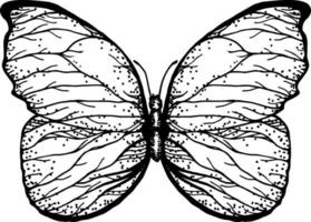 Butterfly with open wings top view, the symmetrical drawing graphics sketch. Freehand linear black ink hand drawn logo in art retro scribble design style pen on paper. Engraving, ink, line art, vector