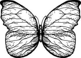 Butterfly with open wings top view, the symmetrical drawing graphics sketch. Freehand linear black ink hand drawn logo in art retro scribble design style pen on paper. Engraving, ink, line art, vector