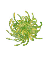 Hand draw and paint of yellow-green spider chrysanthemum flower, isolate image. png