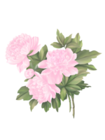 grupo de hermosas y dulces flores de peonía rosa y un verdadero tono de hojas verdes, dibujo digital y pintura en estilo antiguo y asiático. aislar imagen png