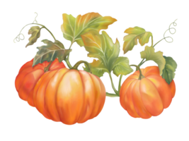 The group of three pumpkins and leaves, isolate image, digital hand drawn and painted. png