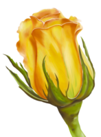 A hand digital painting bright rose with green sepals on dark background. Isolate image. png