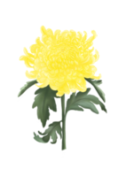 un' bellissimo giallo di il fioritura crisantemo fiore è disegnato e dipinto con astratto stile. digitale arte, isolato e illustrazione Immagine.