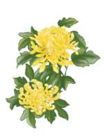 Two yellow blooming Spider Chrysanthemum flowers and many green leaves. png