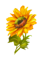 Digital hand paint of a big yellow Sunflower and dark green leaves in light blue color background. Isolate image. png