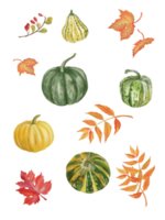 Set of Autumn and fall collection, maple and wild leaves in Autumn color. Digital hand draw and paint, white background. png