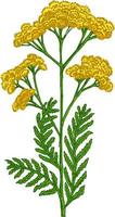 Tansy flowering plant with yellow flowers on stem, medical herb. Cosmetics and medical plant. Vector hand drawn color illustration