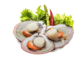 Raw fresh scallop on the plate and white background photo