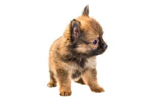 Chihuahua puppy on white background photo