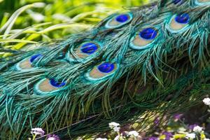 beautiful peacock bird photo