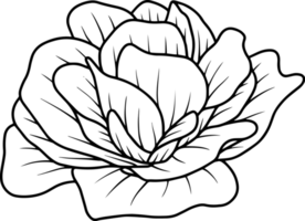 blomma handritad skiss linjekonst illustration png