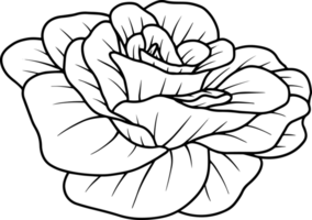 blomma handritad skiss linjekonst illustration png