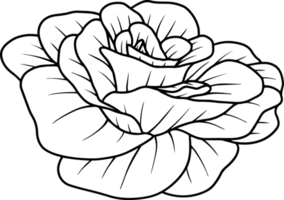 blume handgezeichnete skizzenlinie kunstillustration png