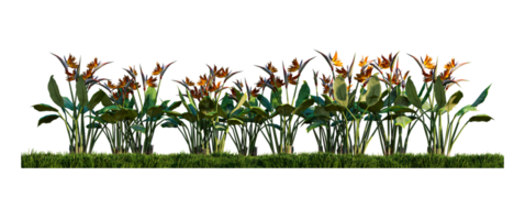 uma imagem de renderização 3d de pássaros do paraíso no campo de gramíneas verdes png